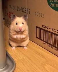 【女の子からの質問】お休みの日は何をして過ごしていますか？