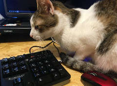 【人妻店で確り稼げるお店】胸が全然ないのですが稼げますか？