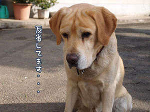 【神戸三宮ナンバーワンの集客力！】ウィッグを着用しての接客はNGですか？【神戸レッドドラゴン】