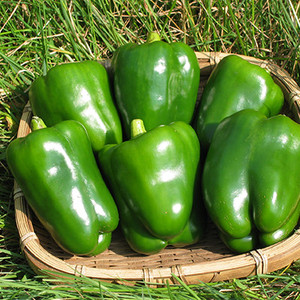 【毎日3万円以上稼げる人妻風俗高収入求人】未経験からでもできる稼ぐコツを教えてください。